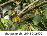 The middle-spotted woodpecker (Dendrocoptes medius) is a wild bird from Europe, black and white with red spots. A male perches in a cherry tree in summer to eat the red cherries. Birdwatching