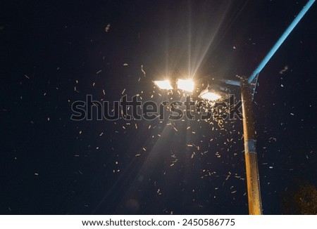 Midges Fly into Light, Clouds of Insects Swirl Around Lantern at Night, Summer Insects, Trap, Deception Concept