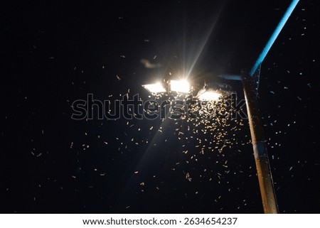 Midges Fly into Light, Clouds of Insects Swirl Around Lantern at Night, Summer Insects, Trap, Deception Concept