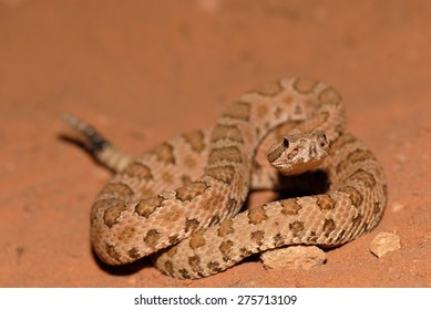 The midget faded rattlesnake is a small rattlesnake found in parts of the western United States Midget Faded Rattlesnake Images, Stock Photos & Vectors | Shutterstock