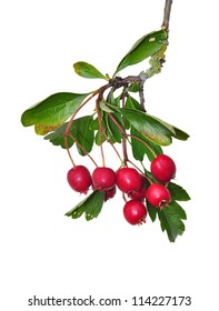 Midland Hawthorn (Crataegus Laevigata)