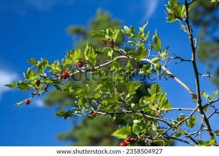 Midland hawthorn leaves and red berries at blue sky at background. Crataegus monogyna. Single seed Hawthorn, Common Hawthorn, English Hawthorn.