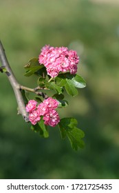 Midland hawthorn Rosea Flore Pleno pink flowers - Latin name - Crataegus laevigata Rosea Flore Pleno (Crataegus oxyacantha Rosea Plena)