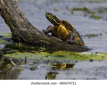 Midland Painted Turtle