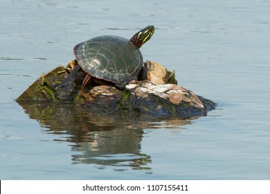 A Midland Painted Turtle Is Basking In The Warm, Spring Sunshine On A Tiny Island In The Pond. Rouge National Urban Park, Toronto, Ontario, Canada.