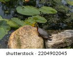 Midland painted turtle (Chrysemys picta marginata) stretching on a rock near lily pads and pond. Most widespread native turtle of North America. Turtle yoga. 