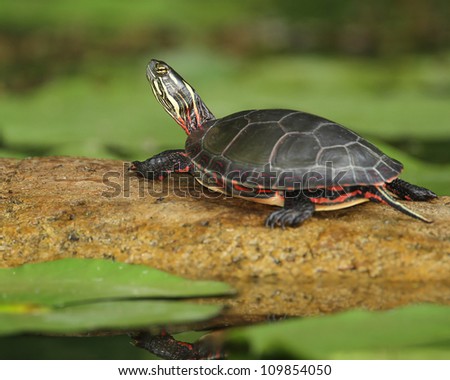 Midland Painted Turtle (Chrysemys picta marginata) Basking on a Log Surrounded by Lily Pads - Pinery Provincial Park, Ontario, Canada