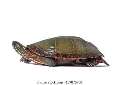 Midland Painted Turtle On White