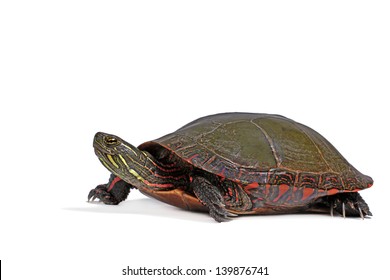 Midland Painted Turtle On White