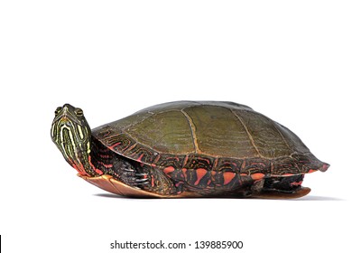 Midland Painted Turtle On White