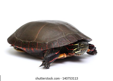 Midland Painted Turtle On White