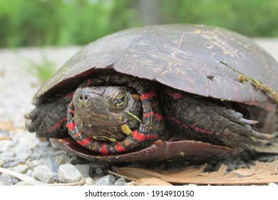 Midland Painted Turtle PA US