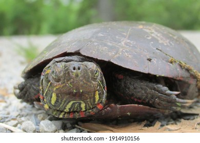 Midland Painted Turtle PA US