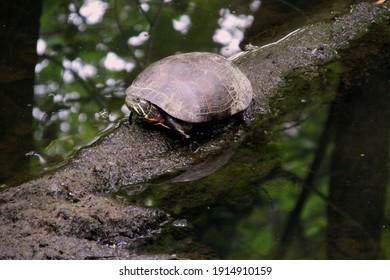 Midland Painted Turtle PA US