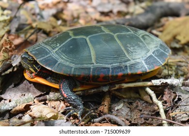 Midland Painted Turtle Side View Stock Photo 715009639 | Shutterstock