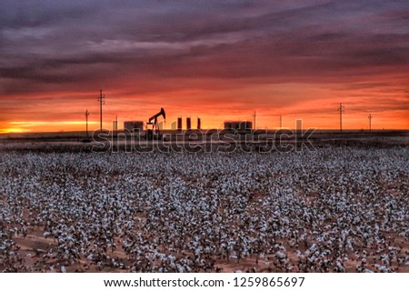 Midland Texas cotton field with pump jack at sunrise.