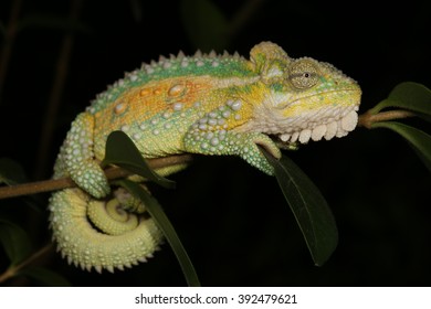 Midlands Dwarf Chameleon 