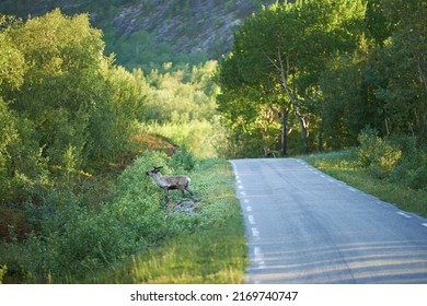 Midnigh Sun In Norway. Midnight Sun Over Landscape In Nordland, Norway.