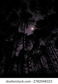 Midnight in the pine forest. The dark, sharp silhouettes of the trees reach upward like grasping shadows, framing a solitary crescent moon glowing softly against a hazy, purple-hued sky.