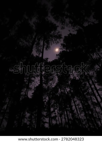 Midnight in the pine forest. The dark, sharp silhouettes of the trees reach upward like grasping shadows, framing a solitary crescent moon glowing softly against a hazy, purple-hued sky.
