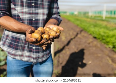 Midsection of african american male farmer holding potatoes while standing in farm on sunny day. harvesting, unaltered, healthy food, farmer, organic farm and farming concept. - Powered by Shutterstock