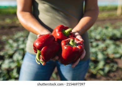 Midsection of caucasian mid adult female farmer holding red bell peppers while standing at farm. summer, unaltered, healthy food, farmer, organic farm, harvesting and farming concept.