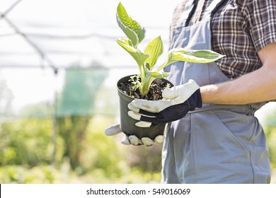 Midsection Of Gardener Holding Potted Plant At Nursery