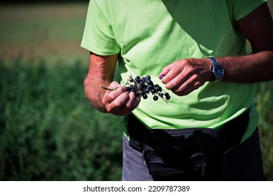 Midsection Of Man Eating Bunch Of Freshly Picked Red Grapes In Hands