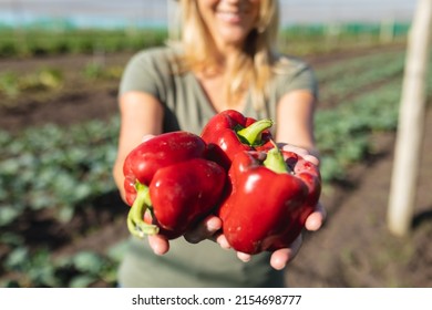 Midsection of mid adult female caucasian farmer holding red bell peppers in farm during sunny day. harvesting, unaltered, healthy food, farmer, organic farm and farming concept.