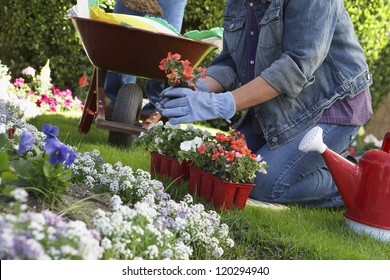 Midsection of a middle aged woman planting flowers in garden