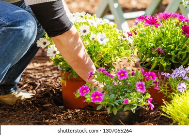 Midsection Of A Middle Aged Woman Planting Flowers In Garden