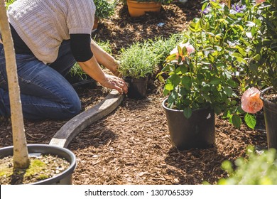 Midsection Of A Middle Aged Woman Planting Flowers In Garden