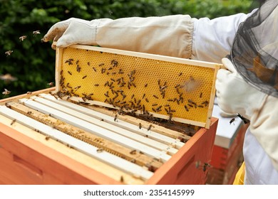 Midsection of senior male beekeeper holding beeswax frame on beehive box in apiary garden - Powered by Shutterstock