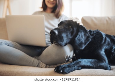 A Midsection Of Teenage Girl With A Dog Sitting On A Sofa Indoors, Working On A Laptop.