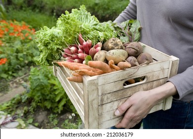 Midsection of woman carrying crate with freshly harvested vegetables in garden