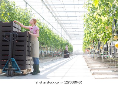 Midsection Of Woman Pushing Tomato Crates On Pallet Jack At Greenhouse