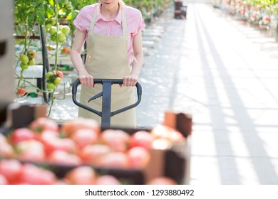 Midsection Of Woman Pushing Tomato Crates On Pallet Jack At Greenhouse