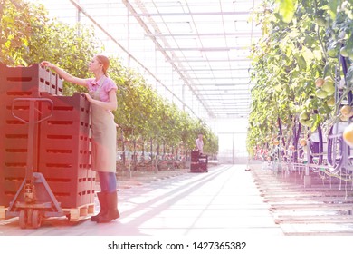 Midsection Of Woman Pushing Tomato Crates On Pallet Jack At Greenhouse