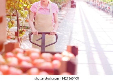 Midsection Of Woman Pushing Tomato Crates On Pallet Jack At Greenhouse