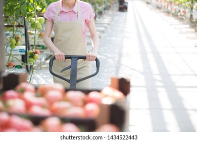 Midsection Of Woman Pushing Tomato Crates On Pallet Jack At Greenhouse