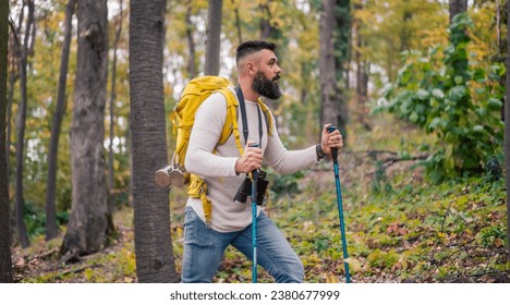 In the midst of an autumn hike, a bearded man, a hiker with a backpack and hiking poles, explores the woodland landscape.