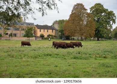 Midsummer Common In Cambridge, England