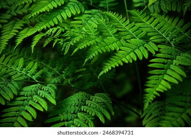 Midsummer Day background. Lush Green Ferns - Powered by Shutterstock