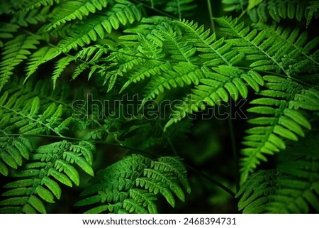 Midsummer Day background. Lush Green Ferns