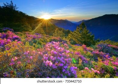 Midsummer Scenery Hehuan Mountainwith Morning Dew Stock Photo 733442731 ...