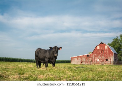 Midwest Barn And Bull In Rural Farmland.