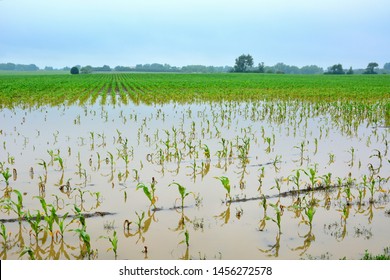Midwest farm fields under overcast rain clouds flooded by heavy rain leaving crops stressed from too much water and water damaged.  