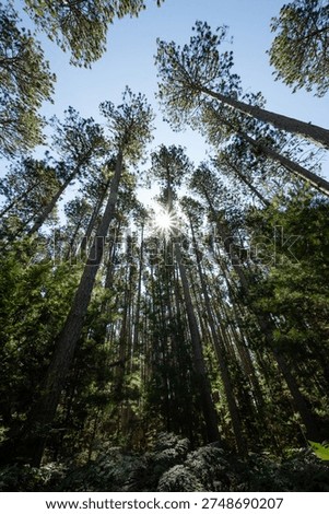 Midwest rustic pine trees reaching to blue sky with sunburst