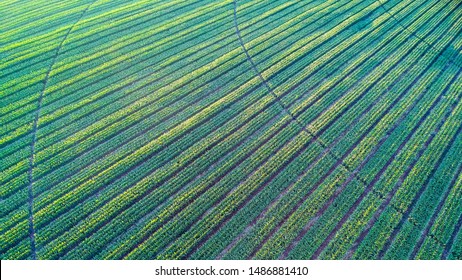 Midwest Seed Corn Arial View Patterns