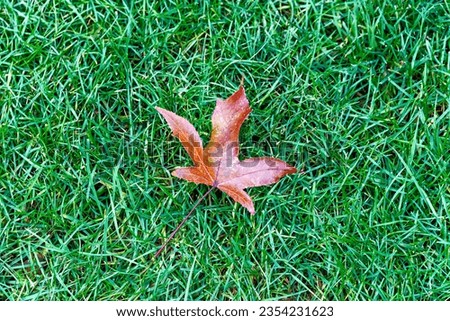 Miff off brown maple leaf on green grass background